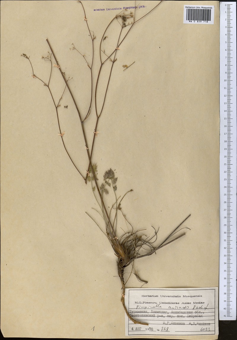 Pimpinella anisactis photo 2