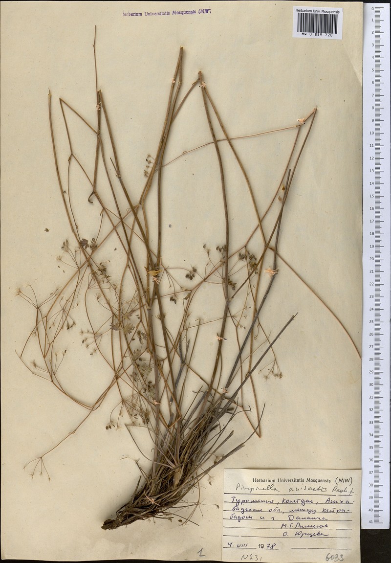 Pimpinella anisactis photo 3