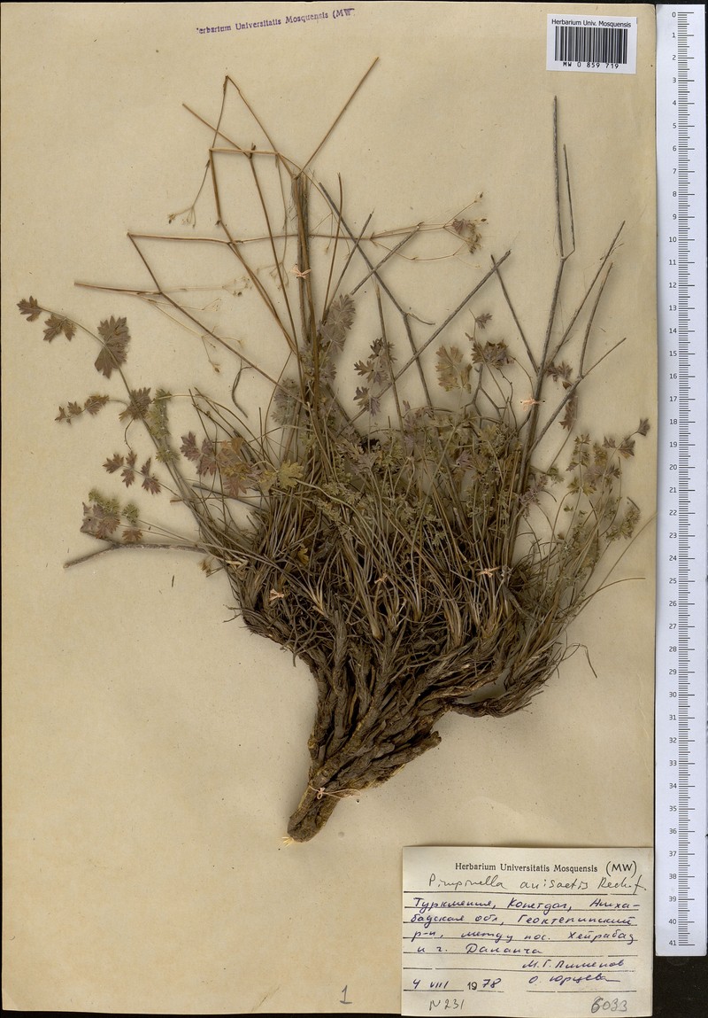 Pimpinella anisactis photo 4