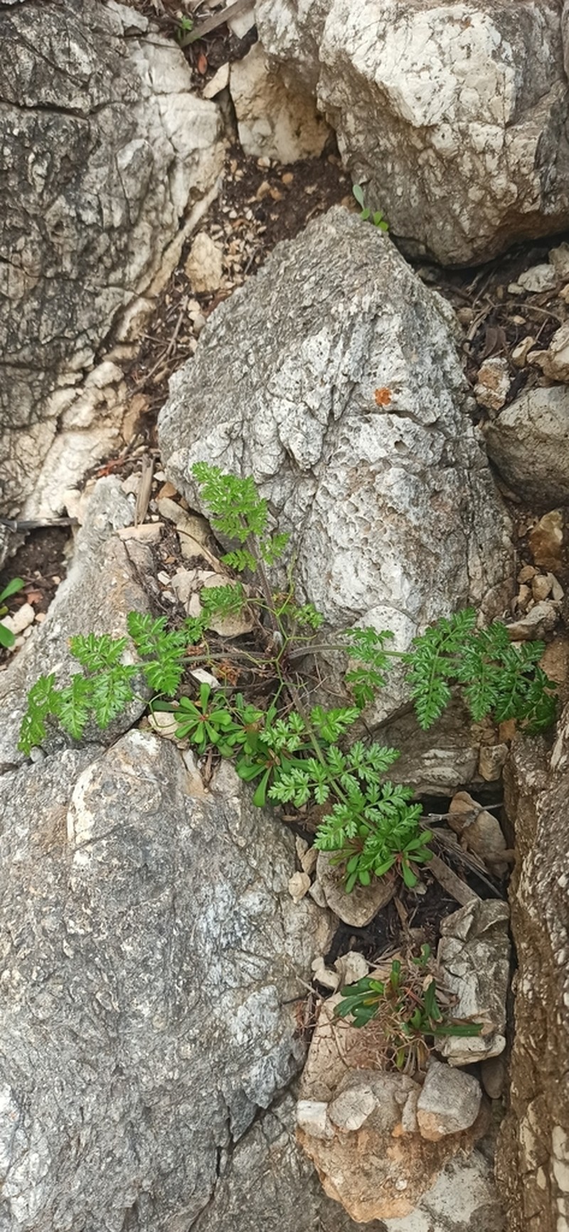 Pimpinella anisoides