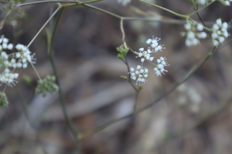 Pimpinella anisoides photo 2