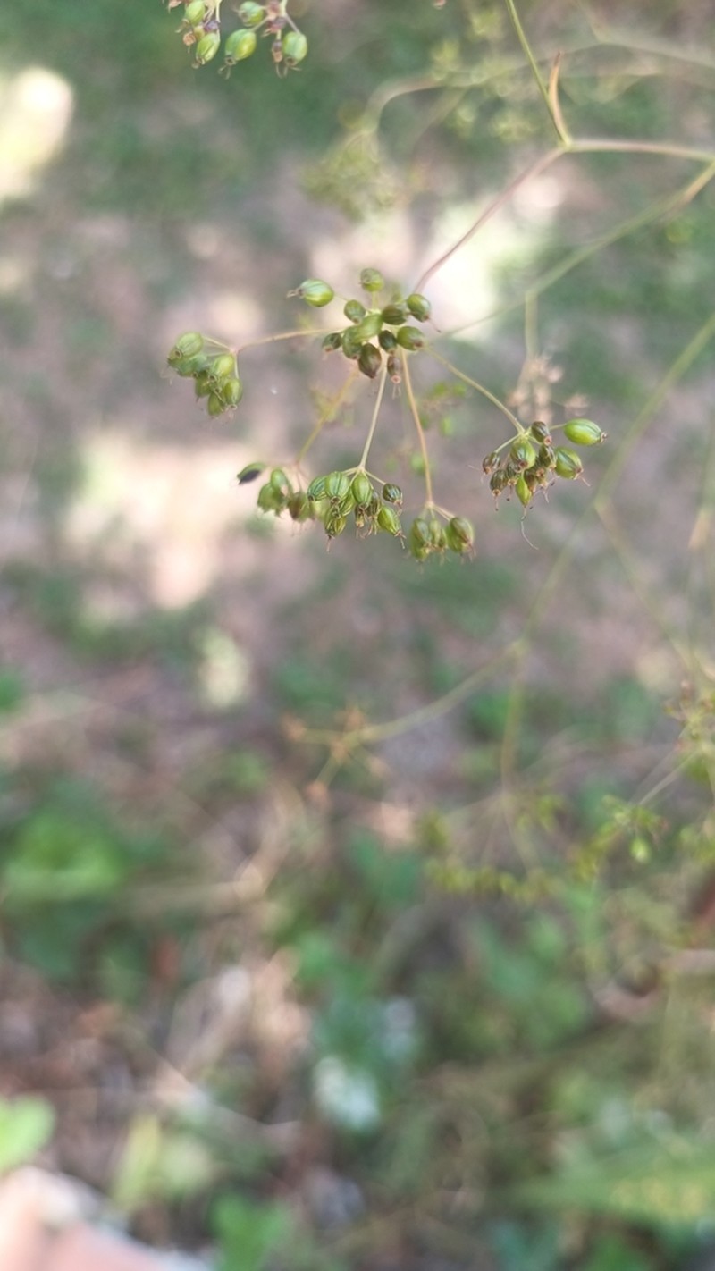 Pimpinella anisoides photo 3