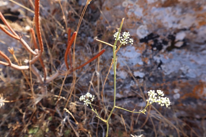 Pimpinella anisoides photo 4