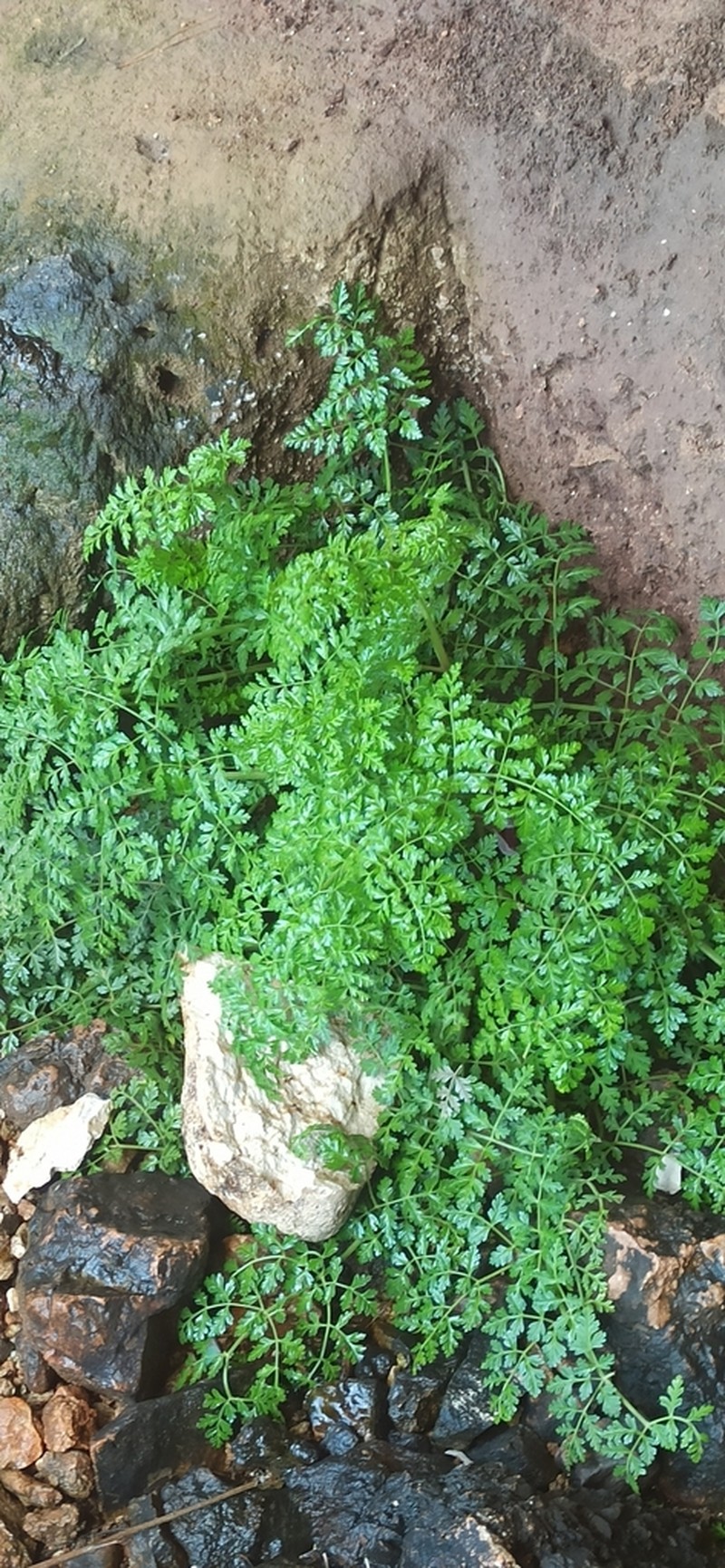 Pimpinella anisoides photo 5