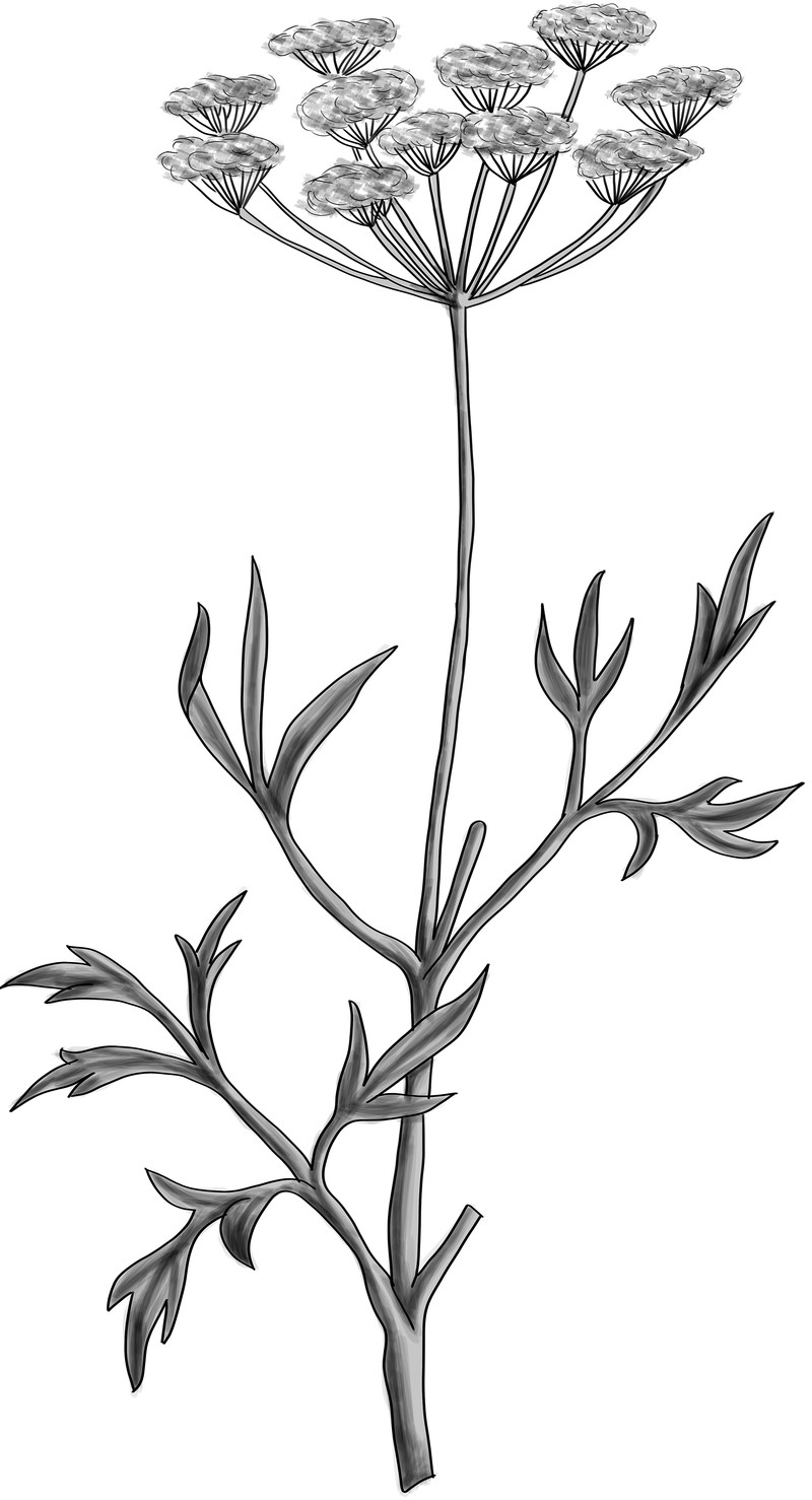 Anise Burnet Saxifrage photo 2