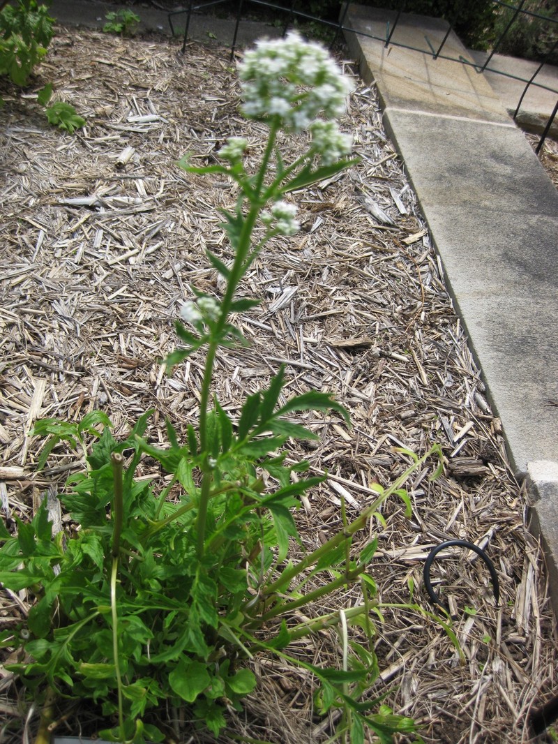 Anise Burnet Saxifrage photo 4