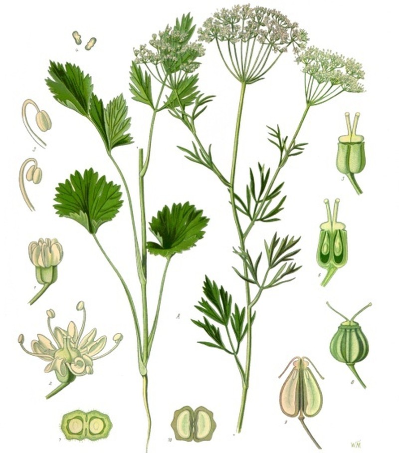 Anise Burnet Saxifrage