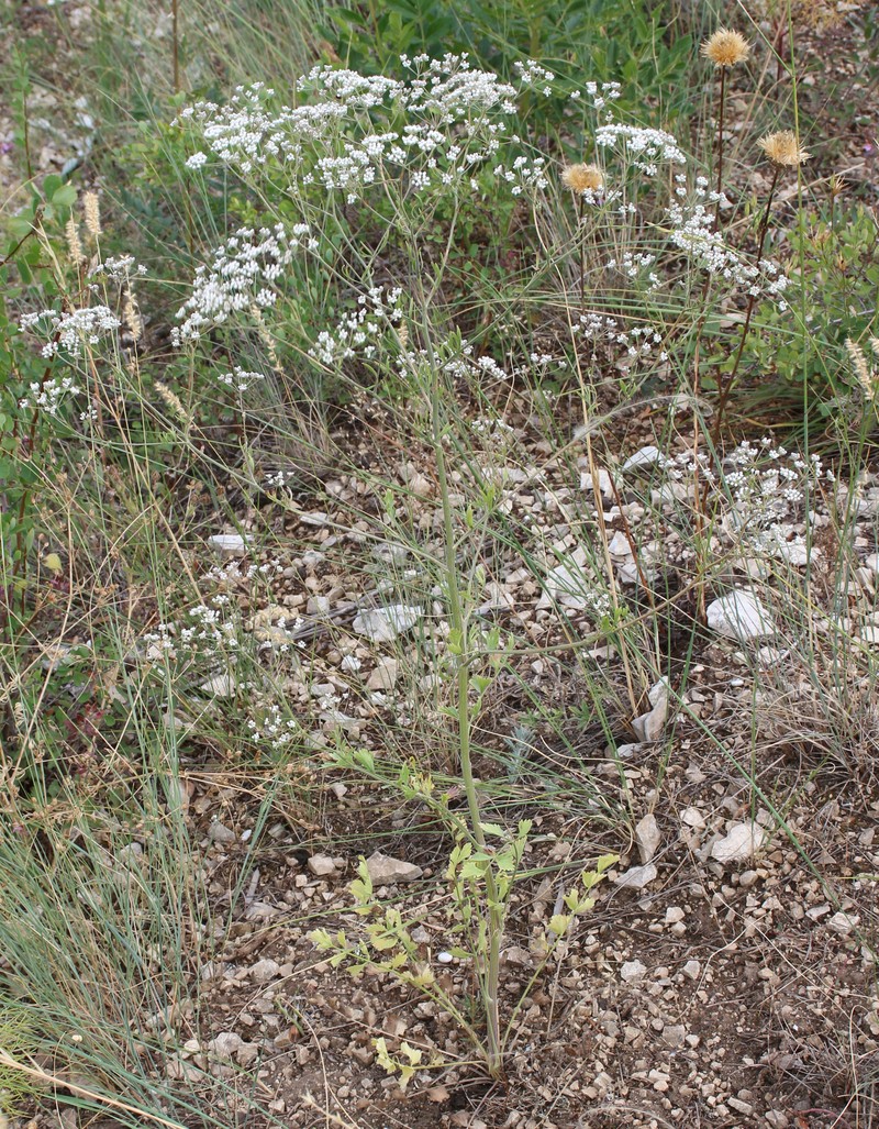 Pimpinella aromatica photo 3