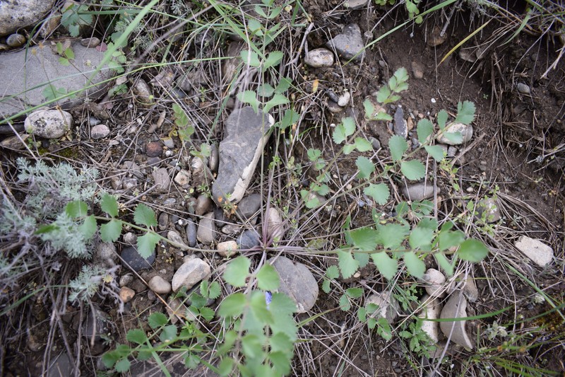 Pimpinella aromatica photo 4