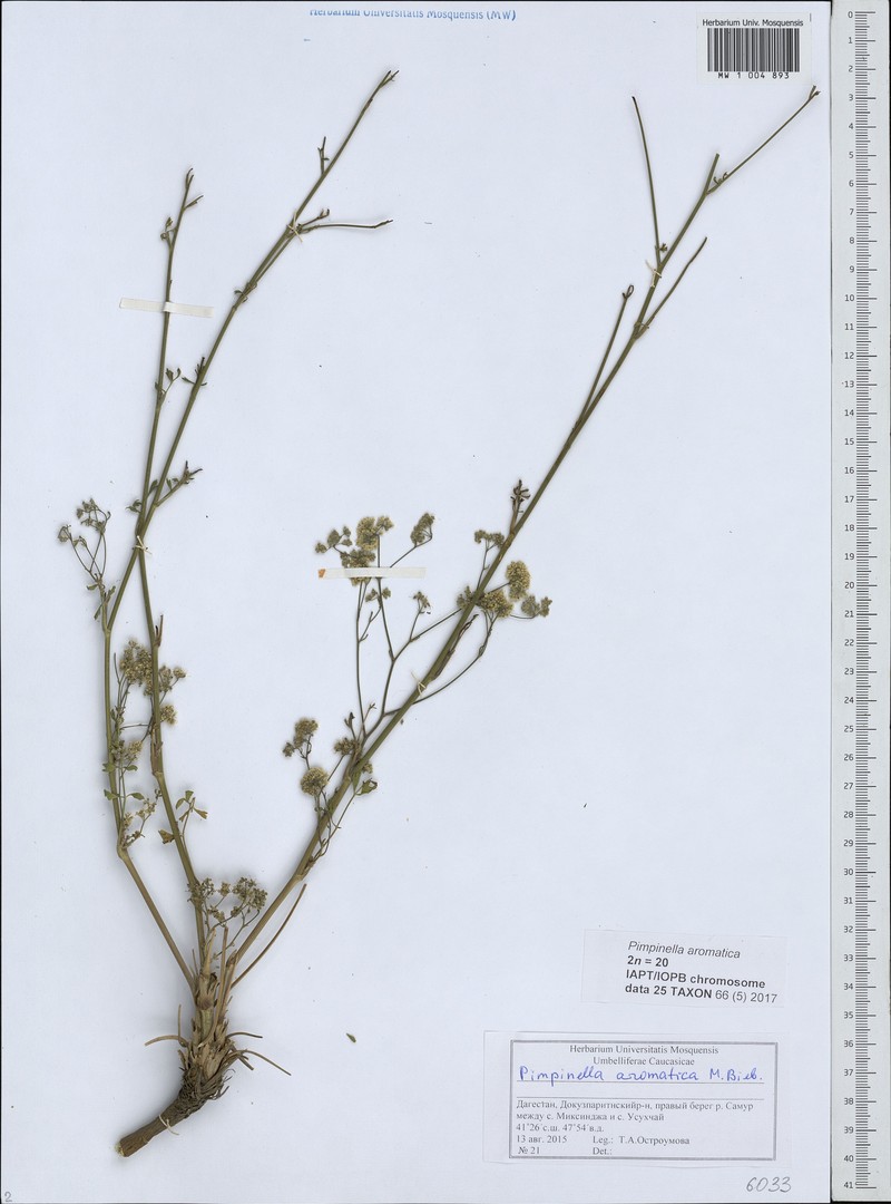 Pimpinella aromatica photo 5
