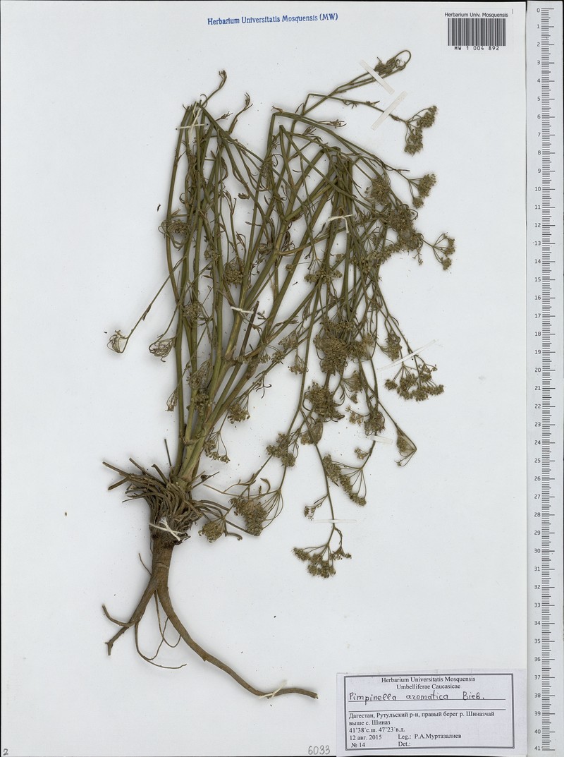 Pimpinella aromatica photo 6