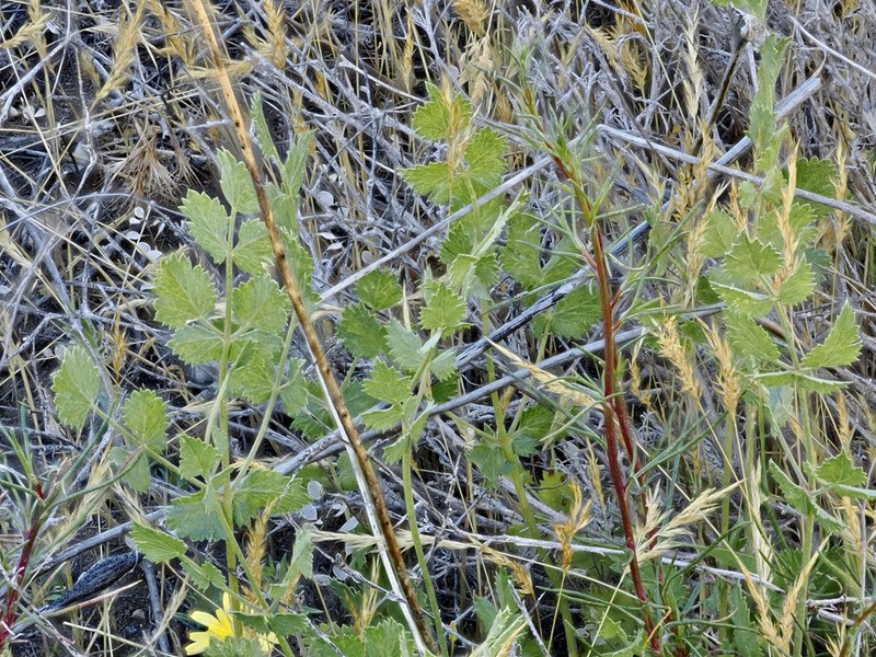 Pimpinella aurea photo 3