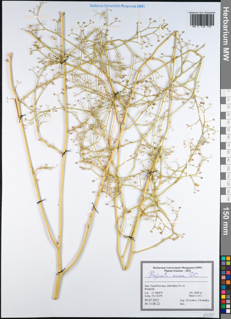 Pimpinella aurea photo 5
