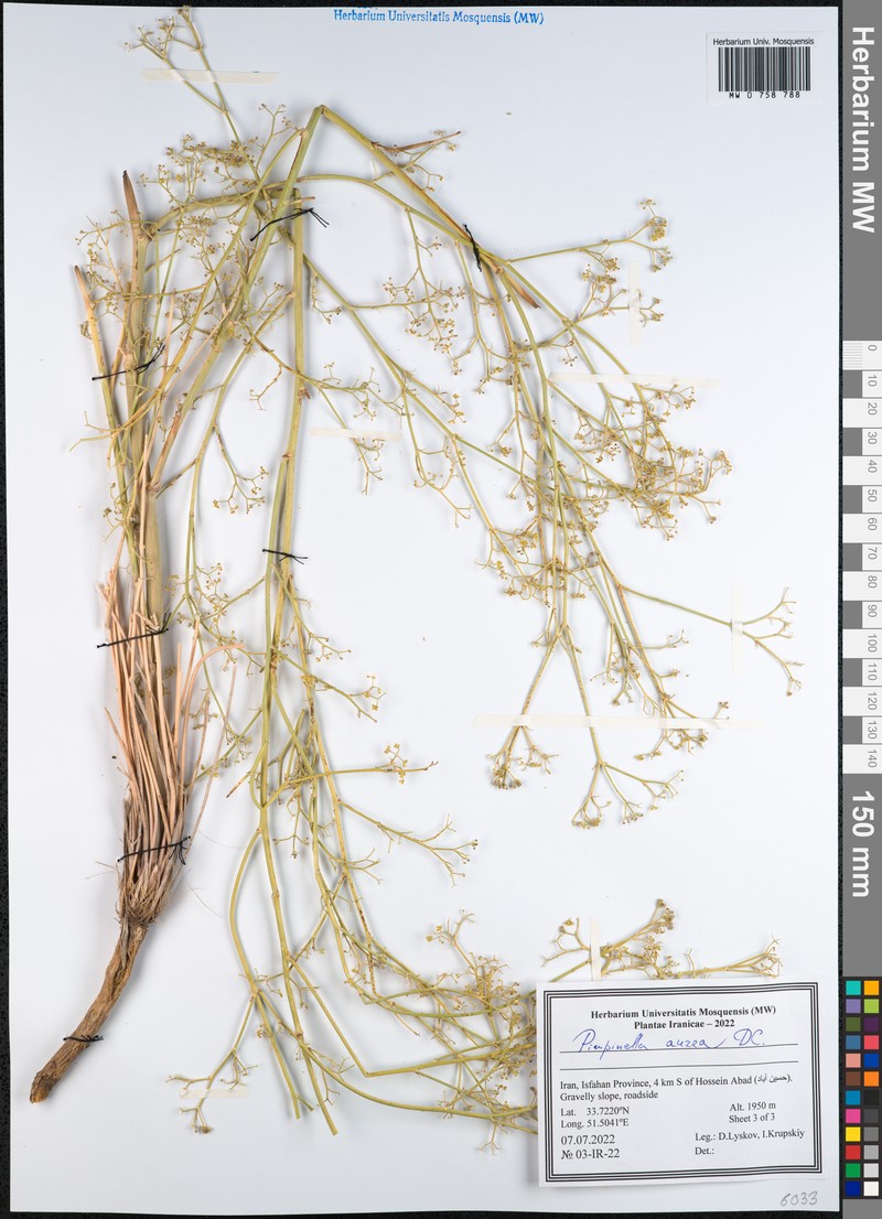 Pimpinella aurea photo 6
