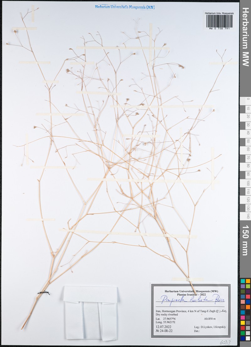 Pimpinella barbata