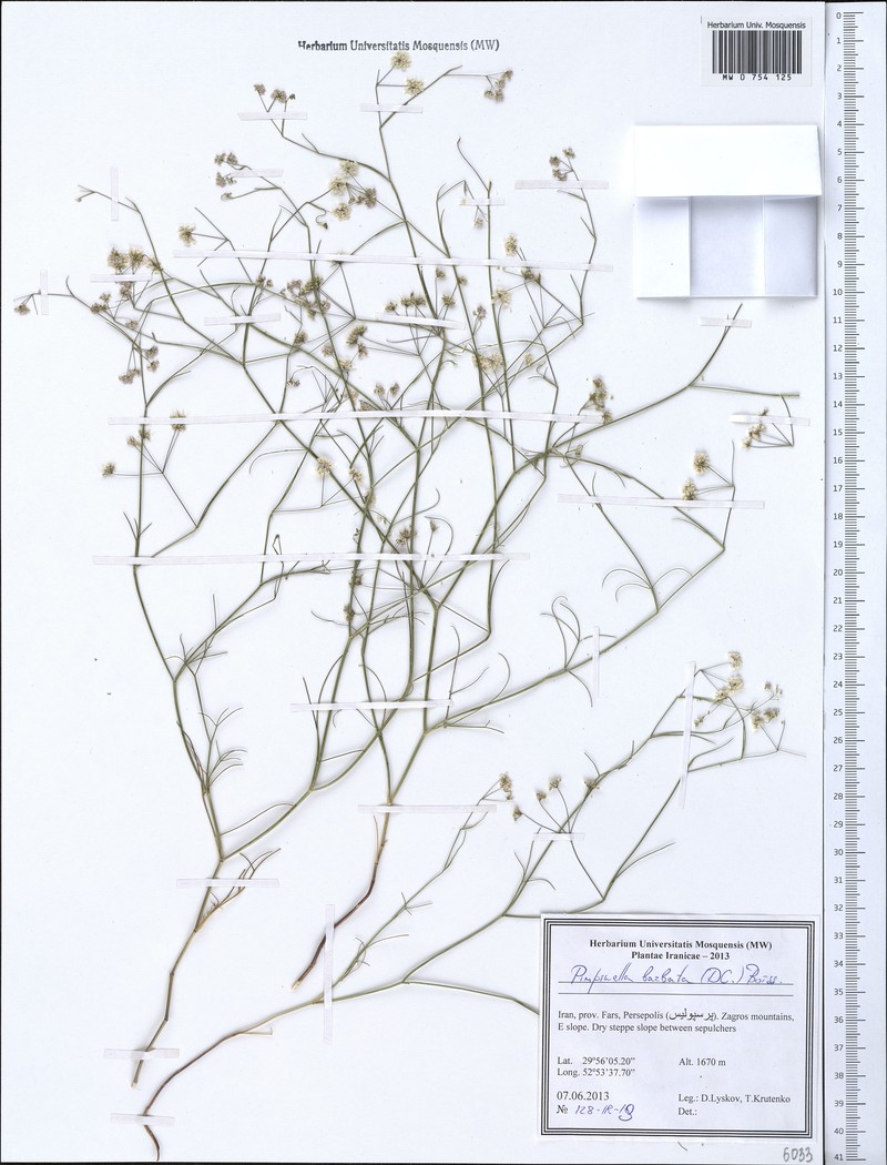 Pimpinella barbata photo 2