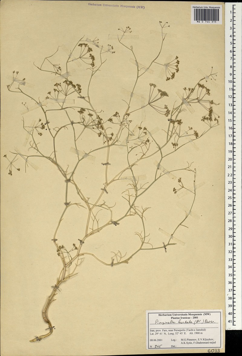 Pimpinella barbata photo 3