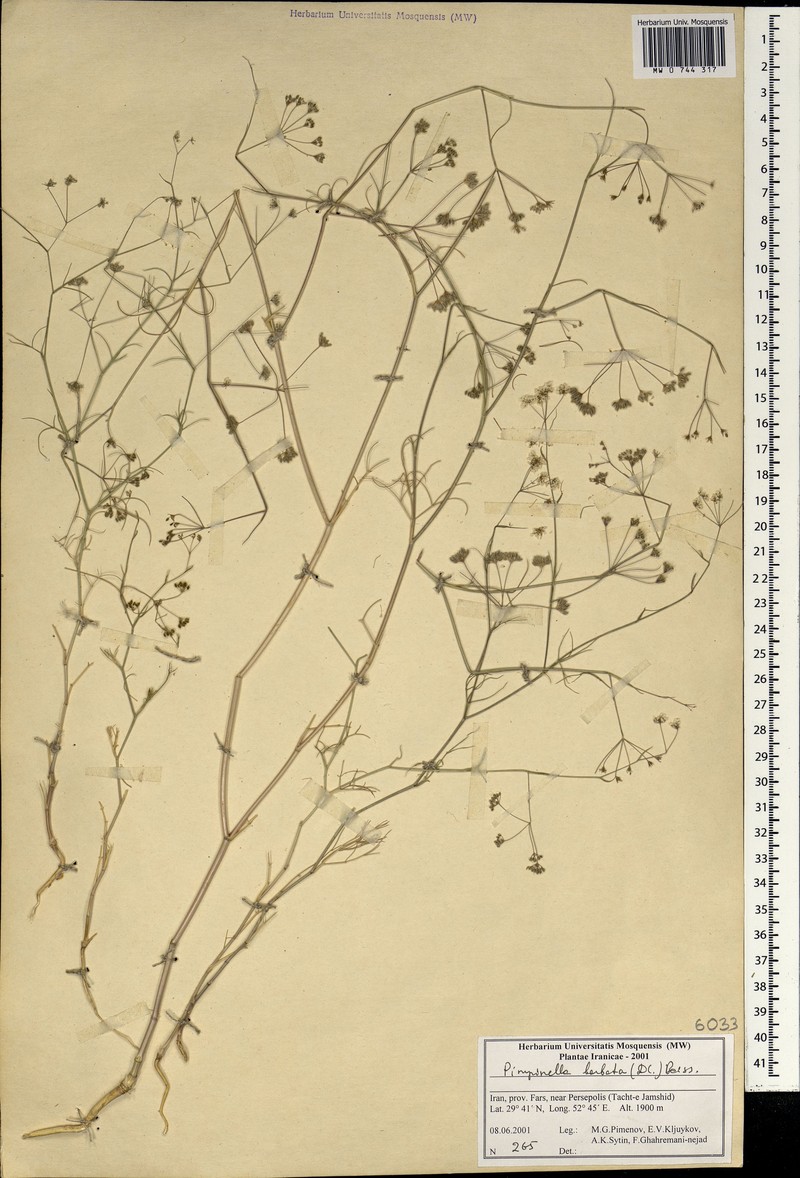 Pimpinella barbata photo 4