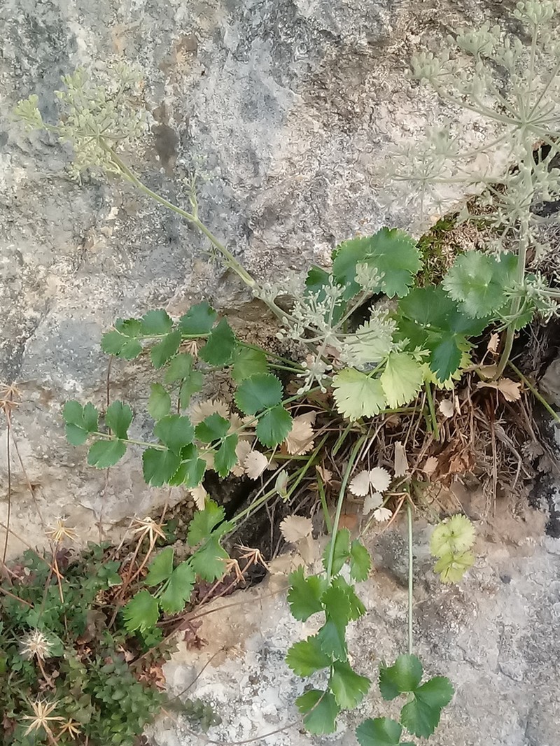 Pimpinella battandieri
