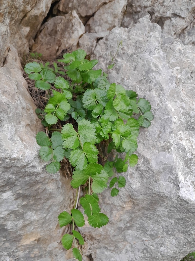 Pimpinella battandieri photo 2