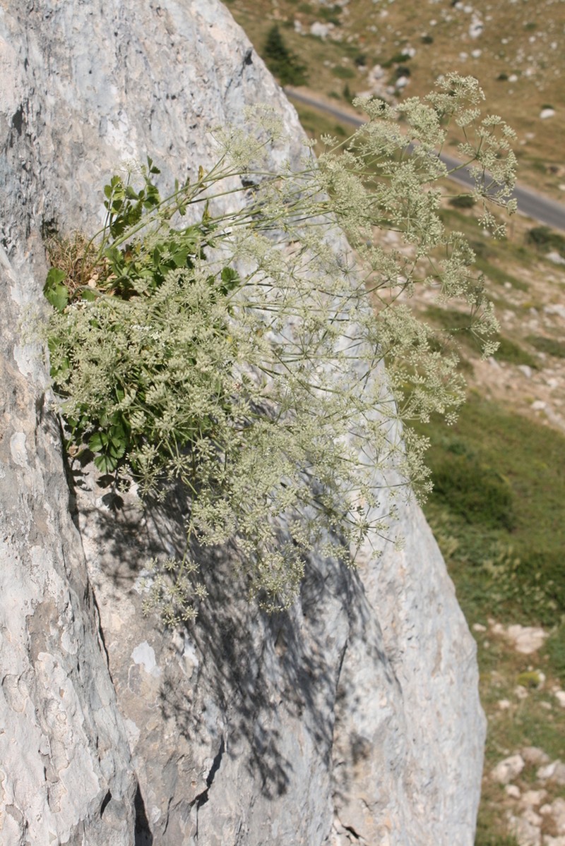 Pimpinella battandieri photo 3