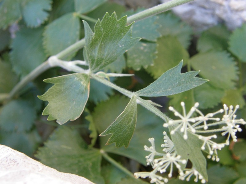 Pimpinella battandieri photo 4