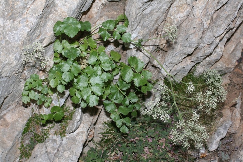 Pimpinella battandieri photo 5