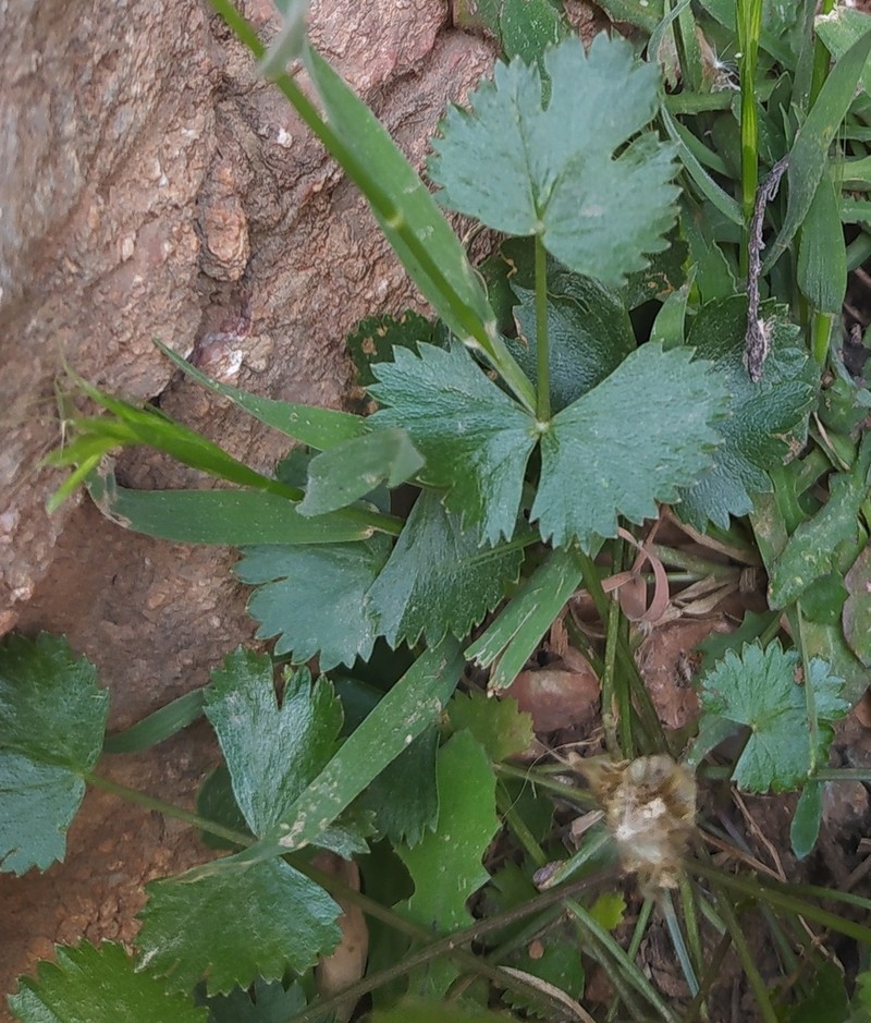 Pimpinella battandieri photo 6