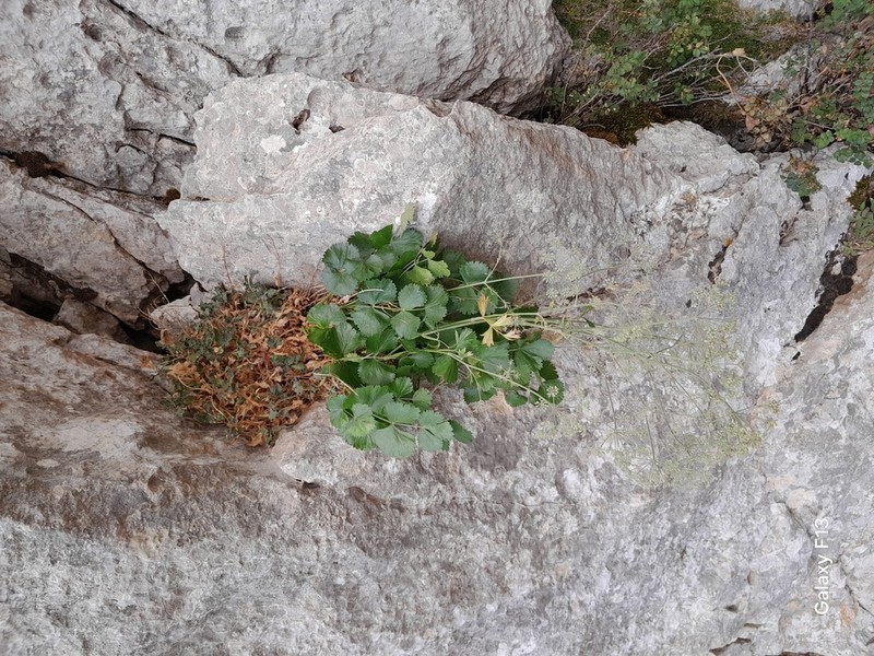 Pimpinella battandieri photo 7