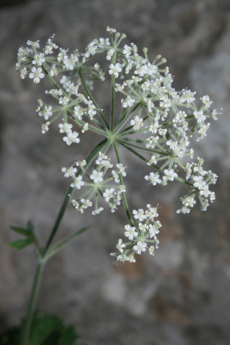 Pimpinella battandieri photo 8