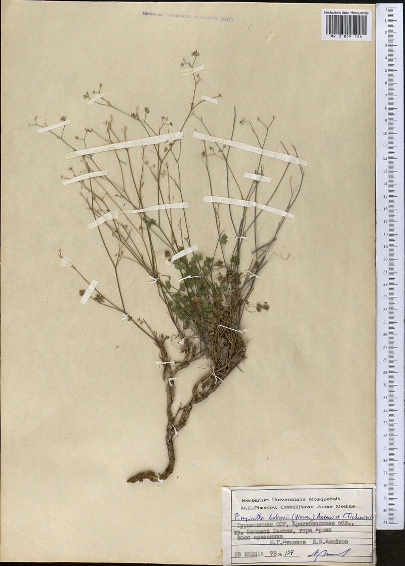 Pimpinella bobrovii