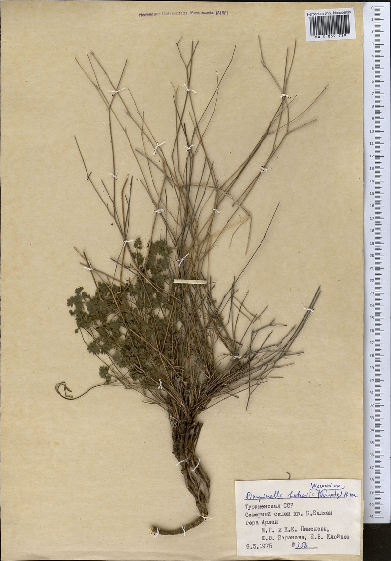 Pimpinella bobrovii photo 2