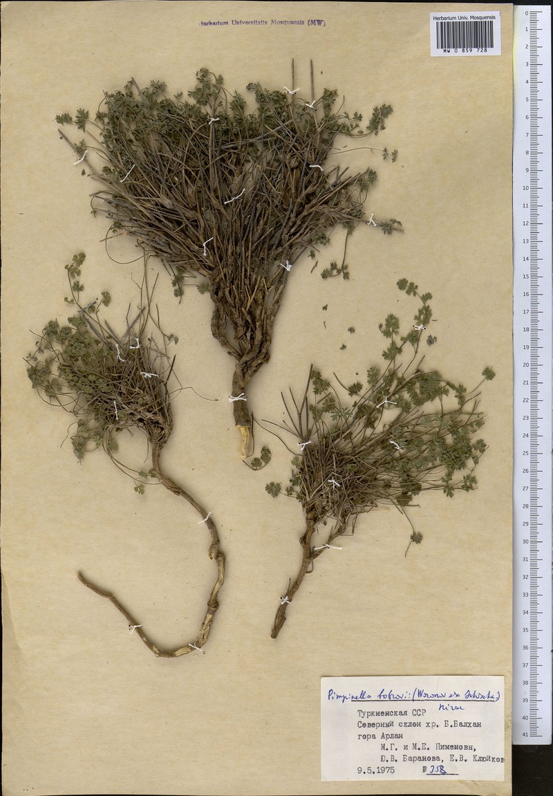 Pimpinella bobrovii photo 3