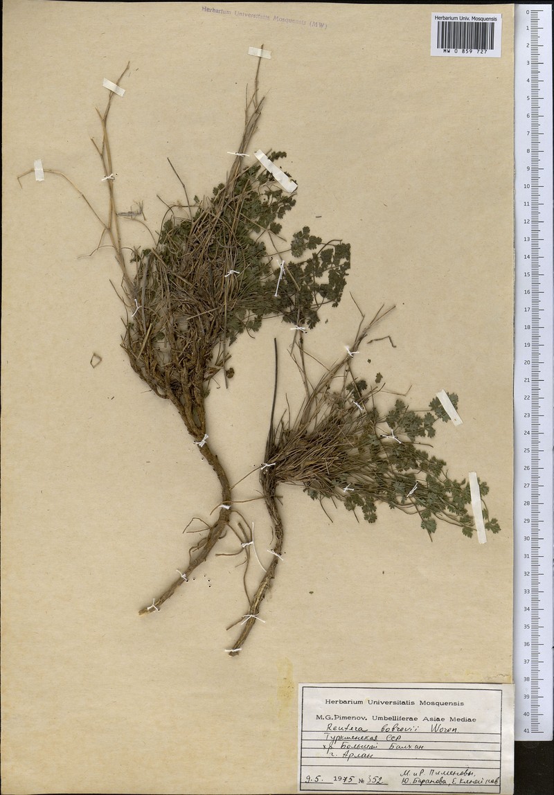 Pimpinella bobrovii photo 4