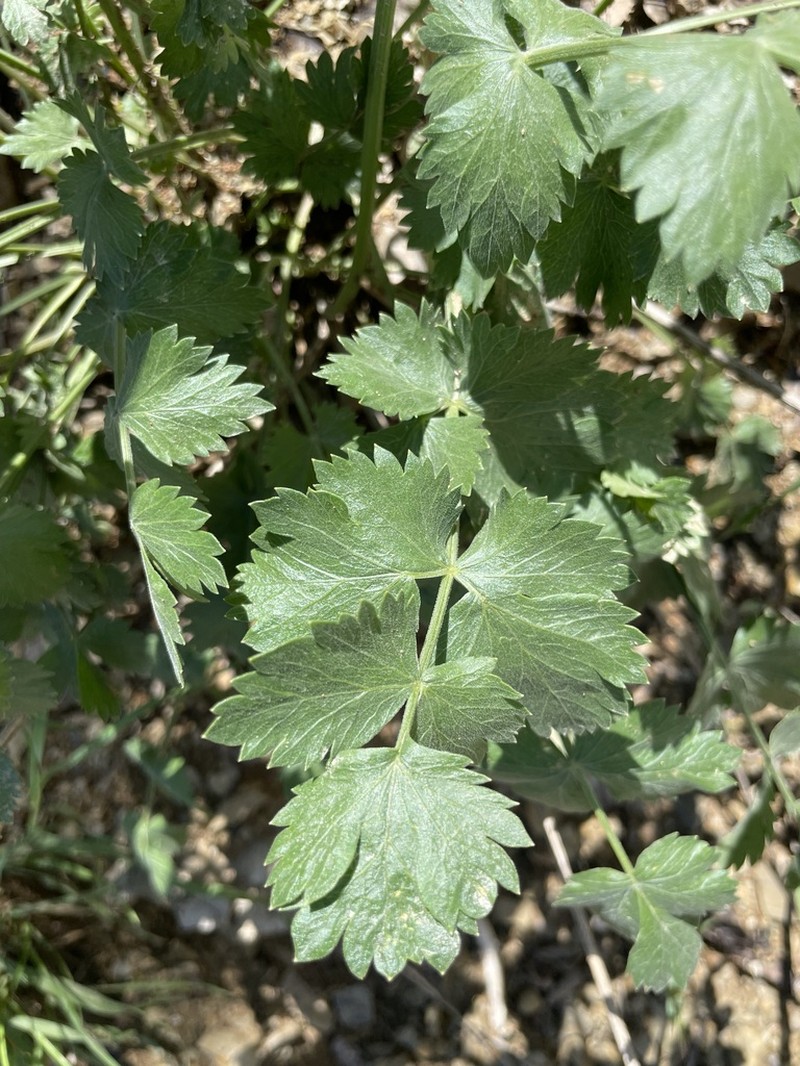 Pimpinella brachyclada
