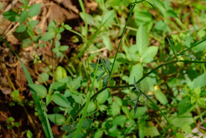 Pimpinella buchananii