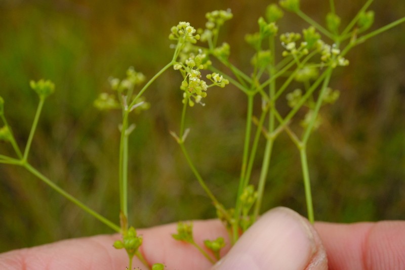 Pimpinella buchananii photo 2