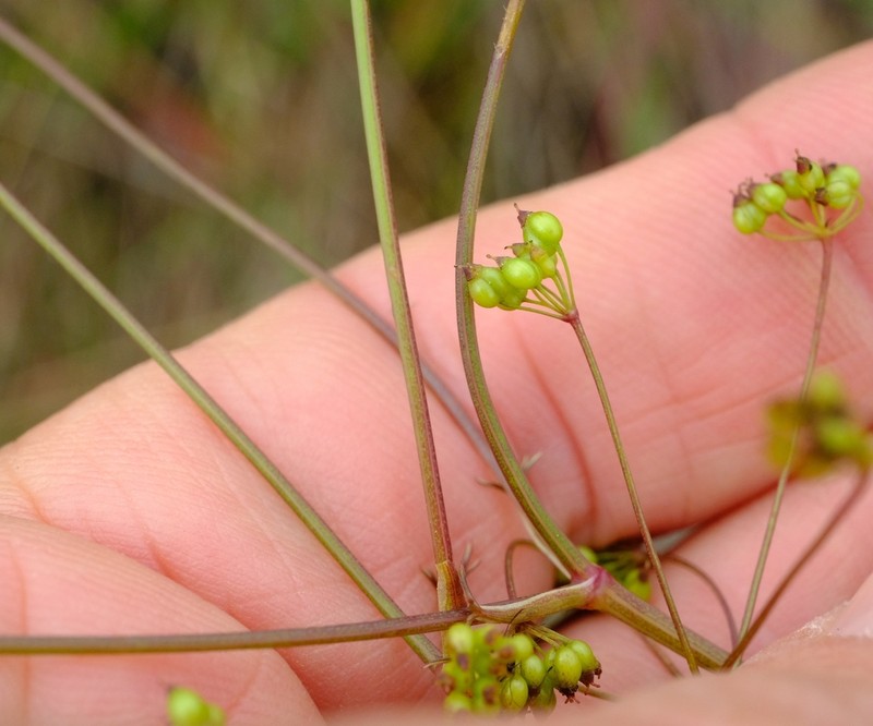 Pimpinella buchananii photo 3