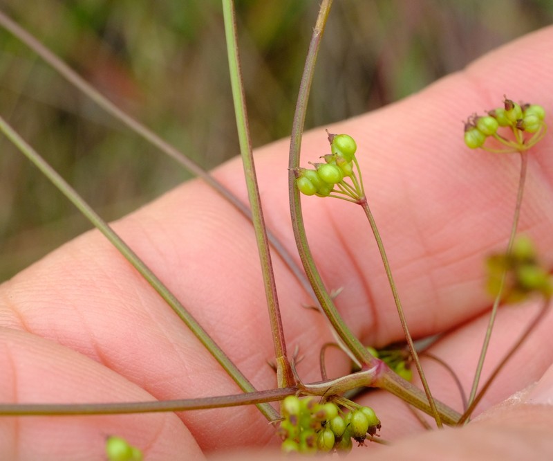 Pimpinella buchananii photo 4