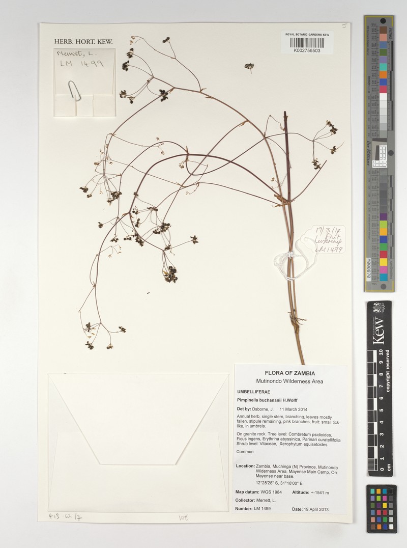 Pimpinella buchananii photo 5