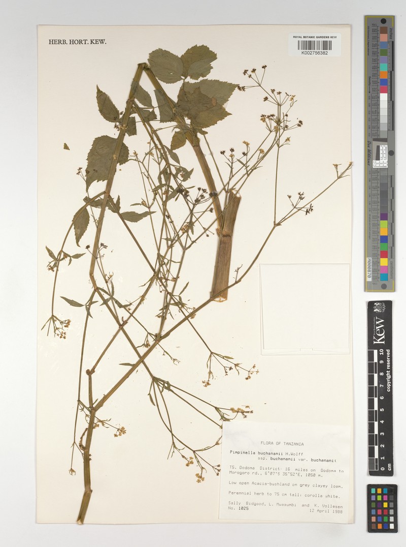 Pimpinella buchananii subsp. buchananii photo 2