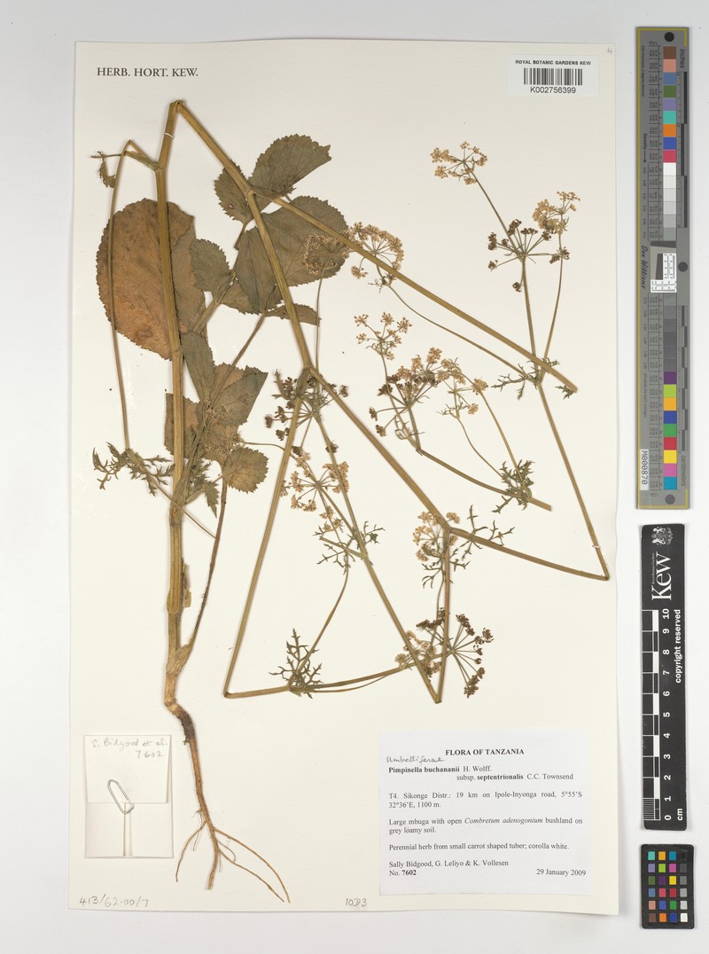 Pimpinella buchananii subsp. septentrionalis