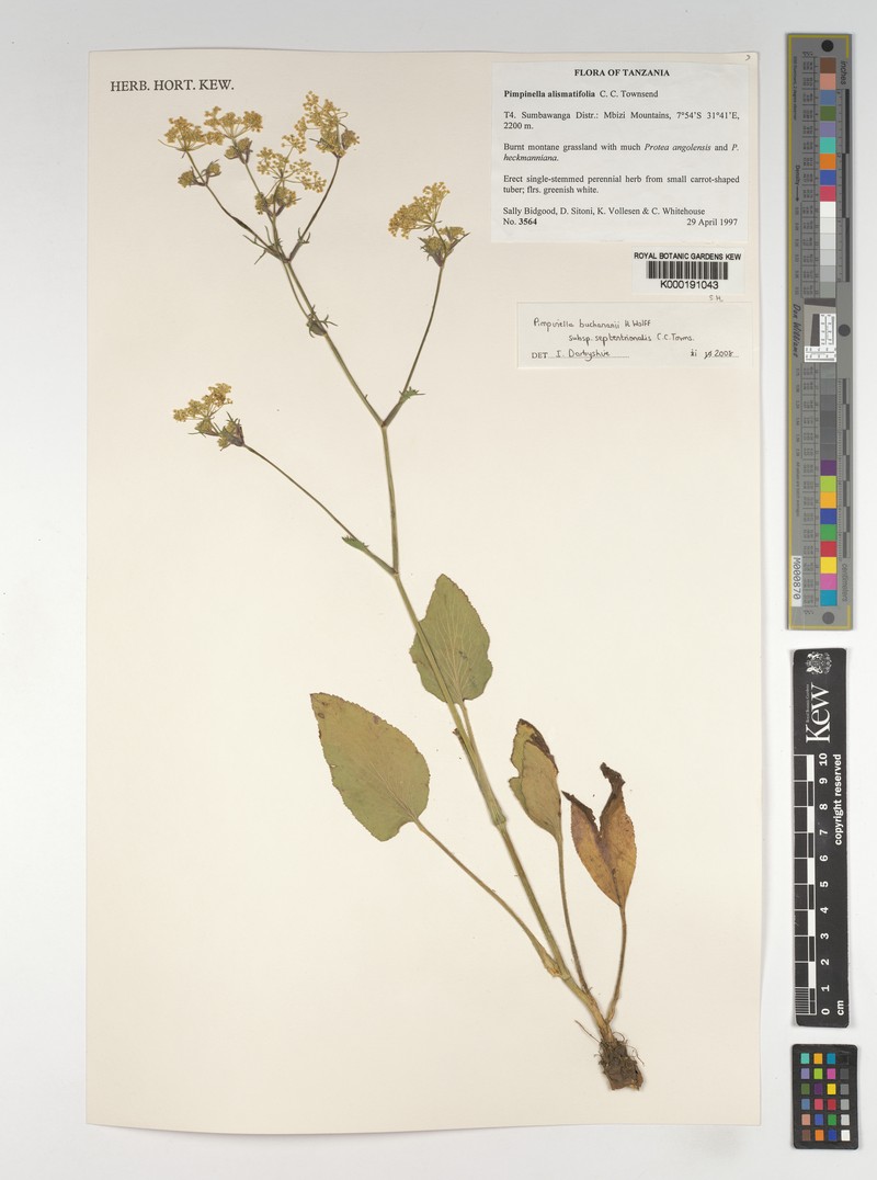 Pimpinella buchananii subsp. septentrionalis photo 2