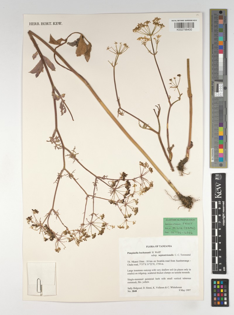 Pimpinella buchananii subsp. septentrionalis photo 3