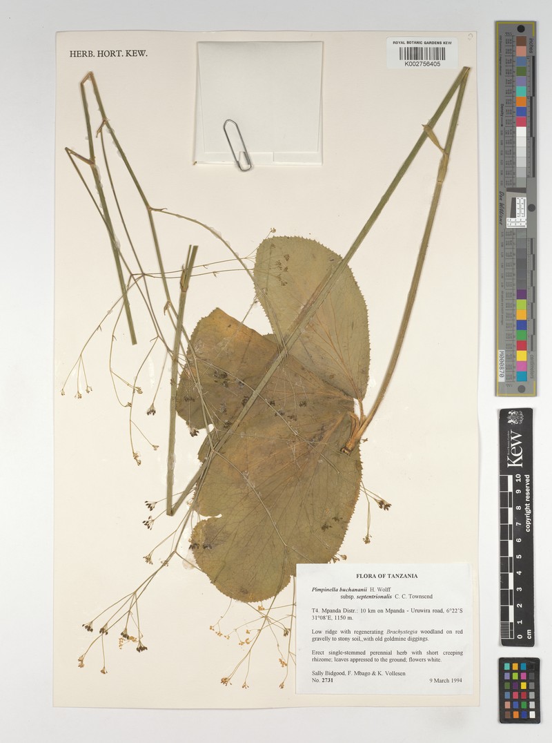 Pimpinella buchananii subsp. septentrionalis photo 4