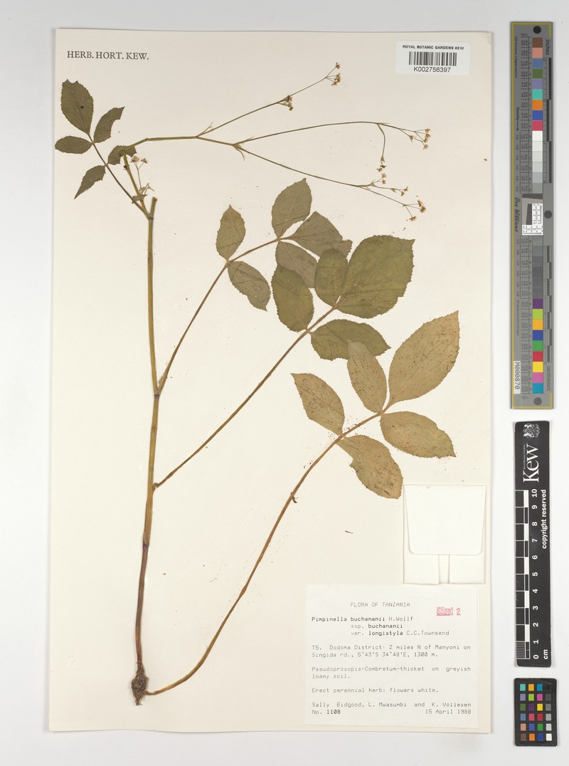 Pimpinella buchananii var. longistyla
