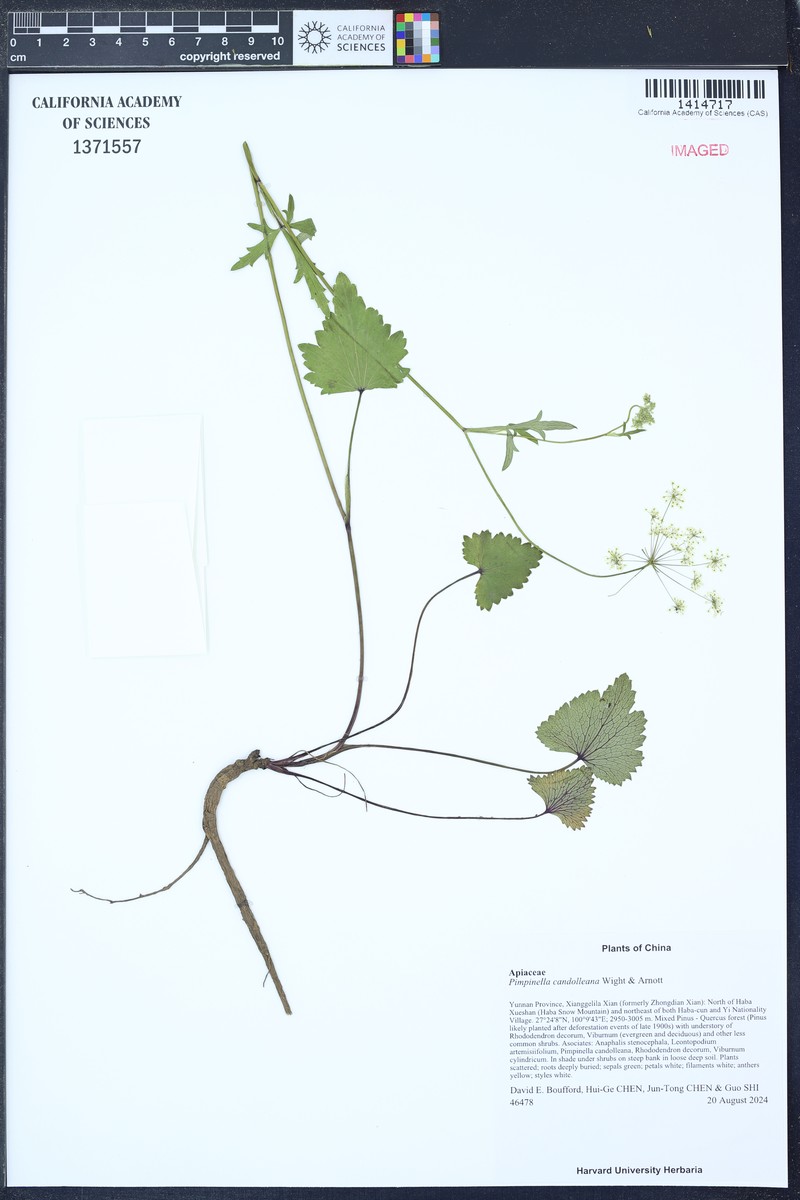 Pimpinella candolleana