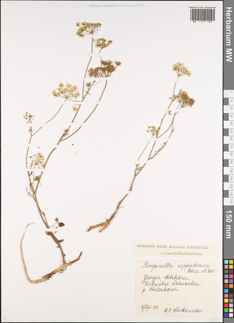 Pimpinella cappadocica