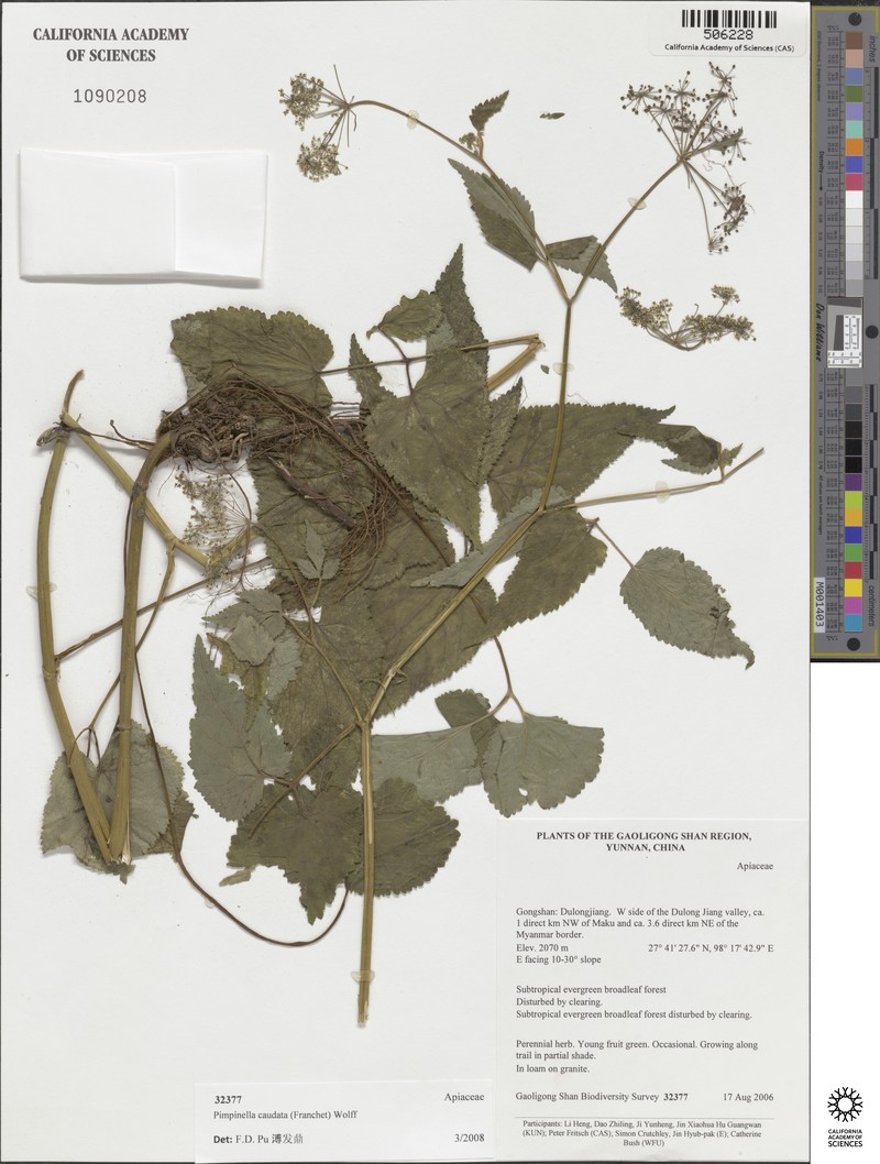 Pimpinella caudata