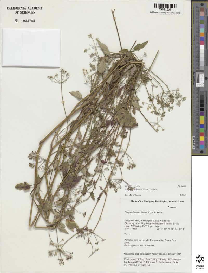 Pimpinella caudata photo 2